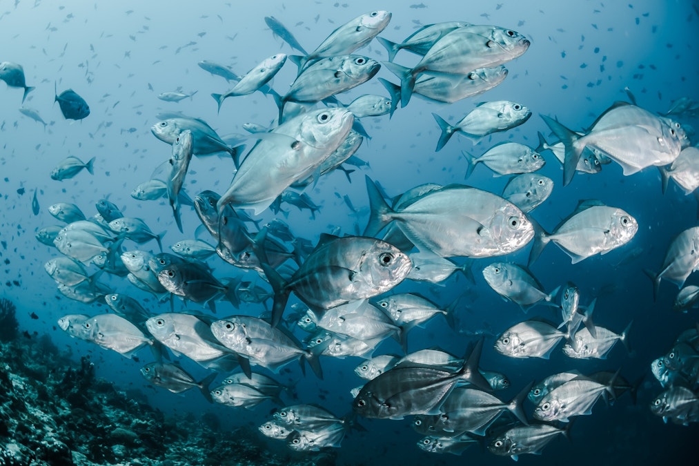 Dr Dazza: What do fish see?